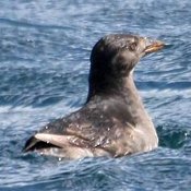 Rhinoceros Auklet